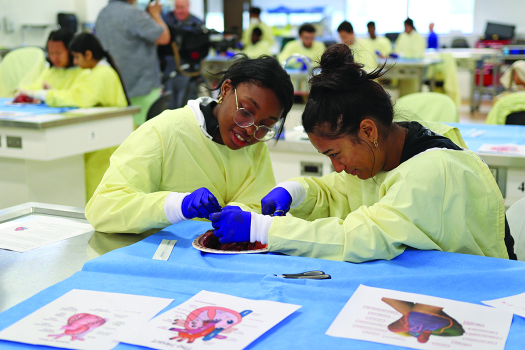 Two youth at a lab table dissecting a heart specimen.